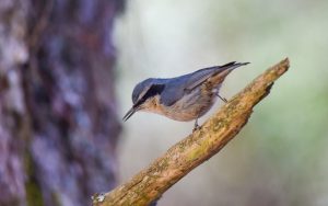 Chinese birding tours