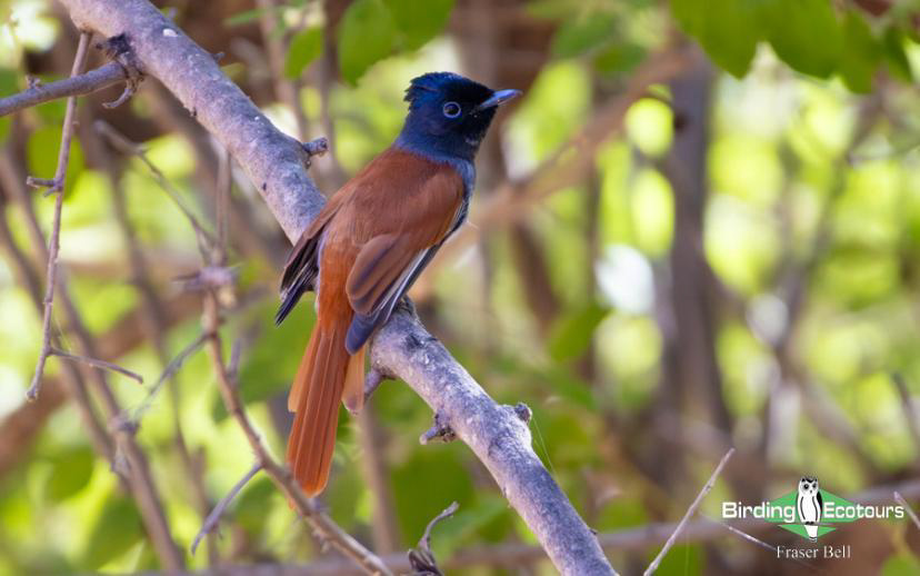 Oman birding report