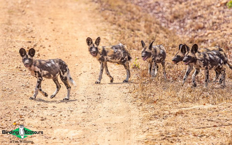 five best mammals of Zambia