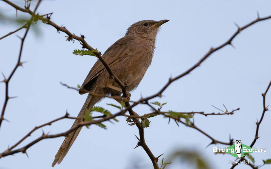 Oman birding report