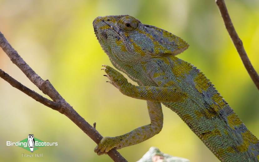 Oman birding report