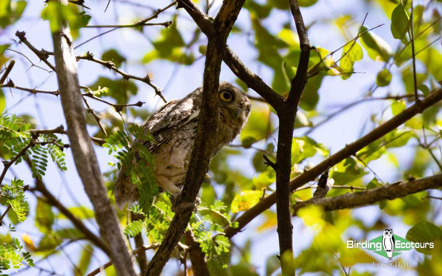 Oman birding report