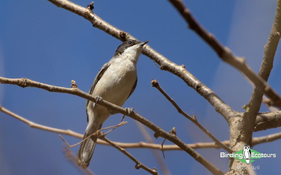 Oman birding report