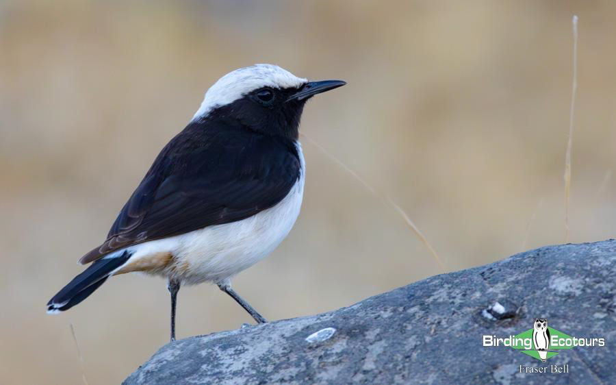 Oman birding report