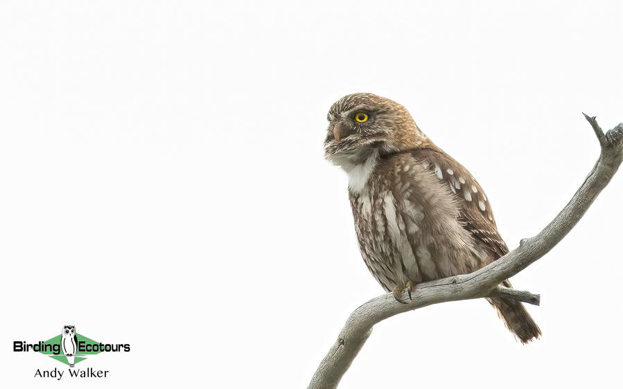 Southern Patagonia birding report