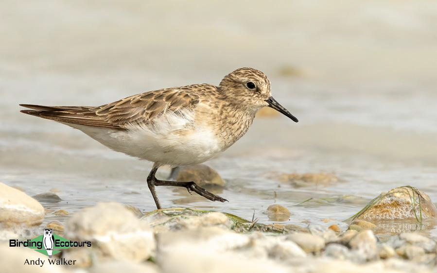 Southern Patagonia birding report