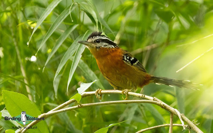 Northeast Argentina birding report