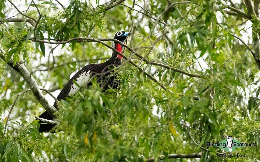 Northeast Argentina birding report