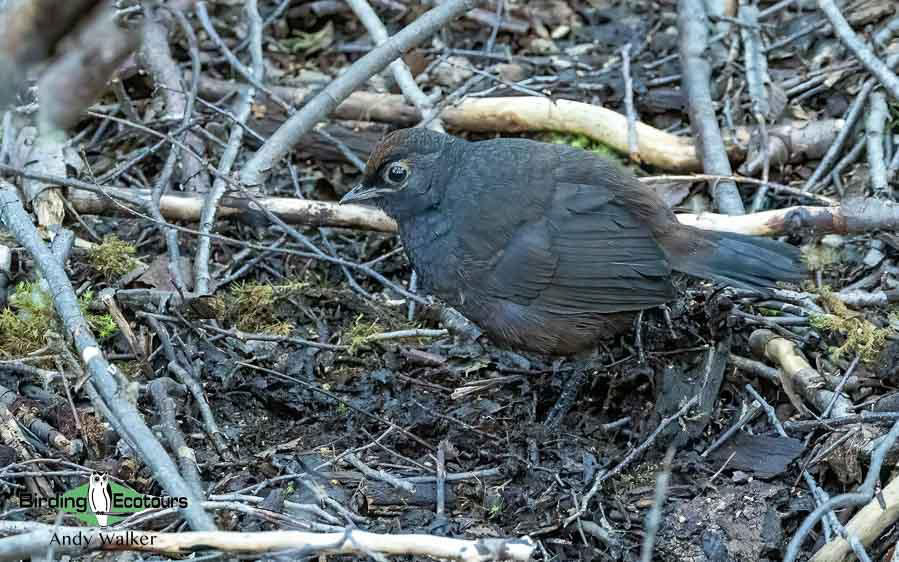 Southern Patagonia birding report
