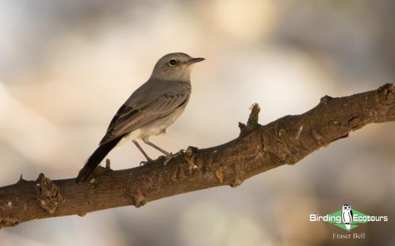Oman birding report