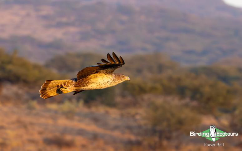 Oman birding report