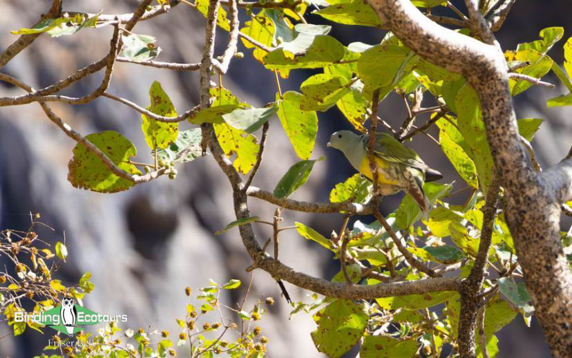Oman birding report