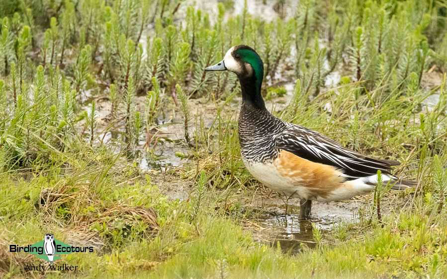 Southern Patagonia birding report