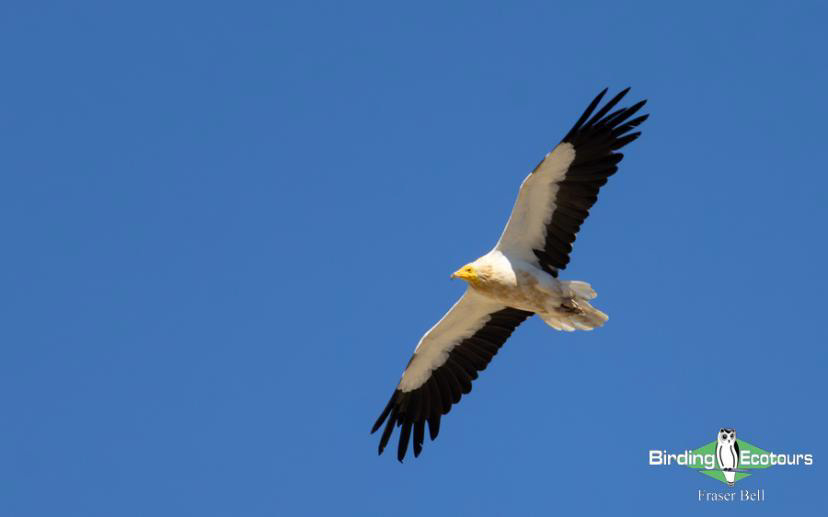 Oman birding report
