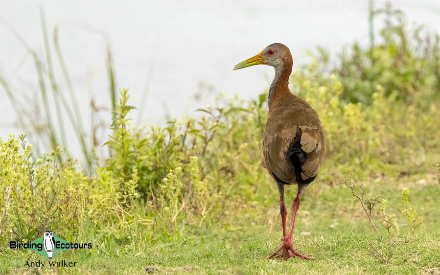 Northeast Argentina birding report