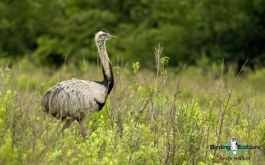 Northeast Argentina birding report