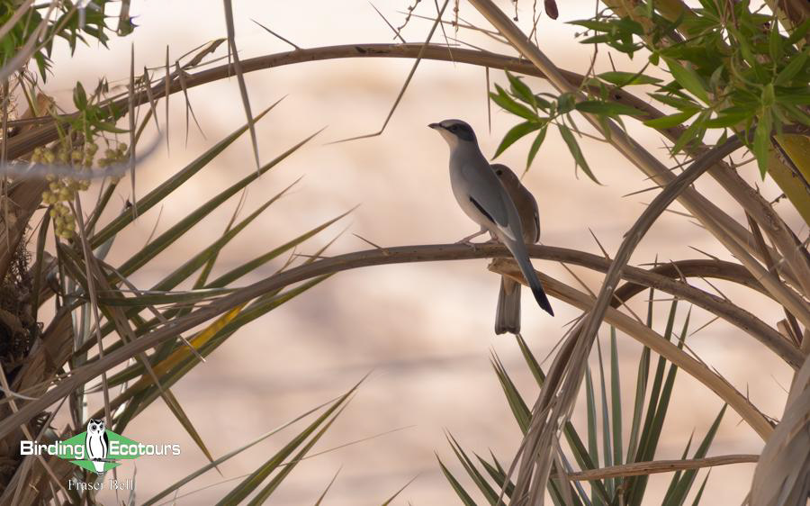 Oman birding report
