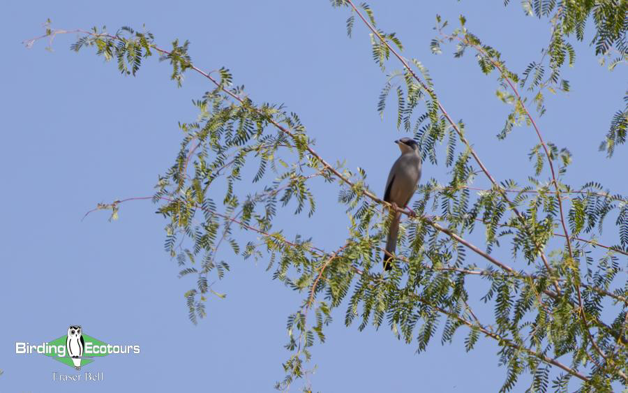 Oman birding report