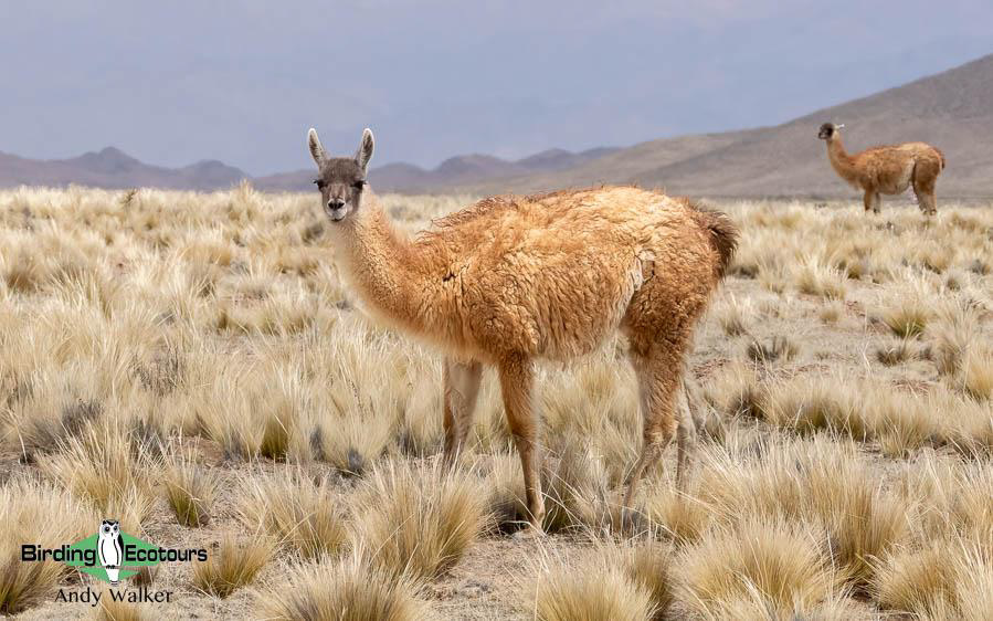 Southern Patagonia birding report
