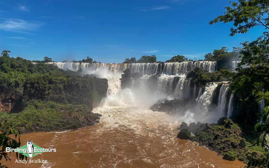 Northeast Argentina birding report
