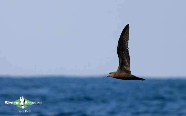 Oman birding report