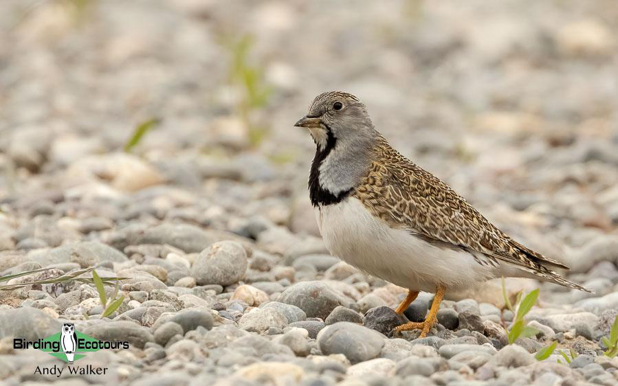 Southern Patagonia birding report