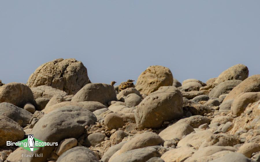 Oman birding report