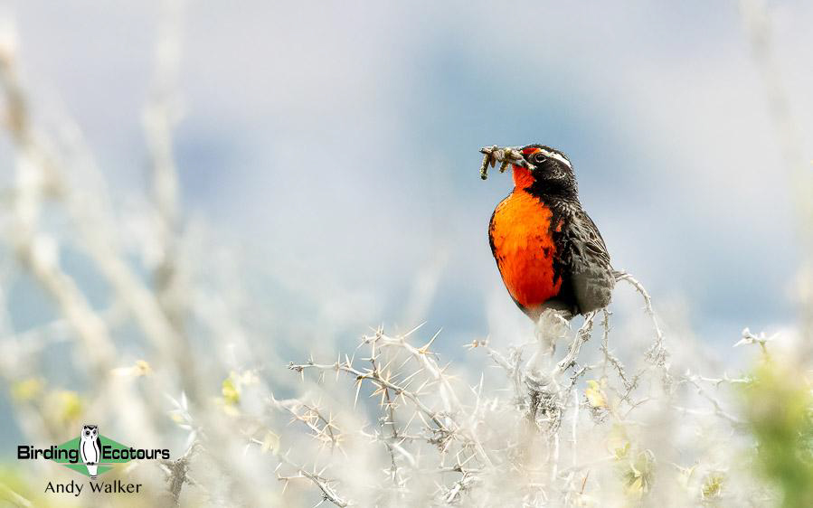 Southern Patagonia birding report