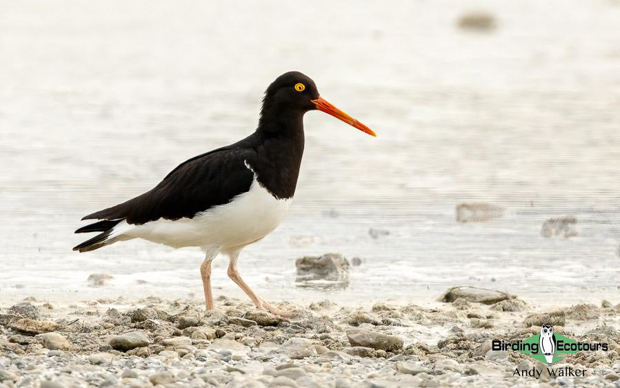 Southern Patagonia birding report