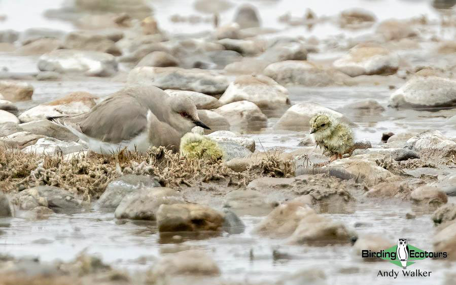 Southern Patagonia birding report