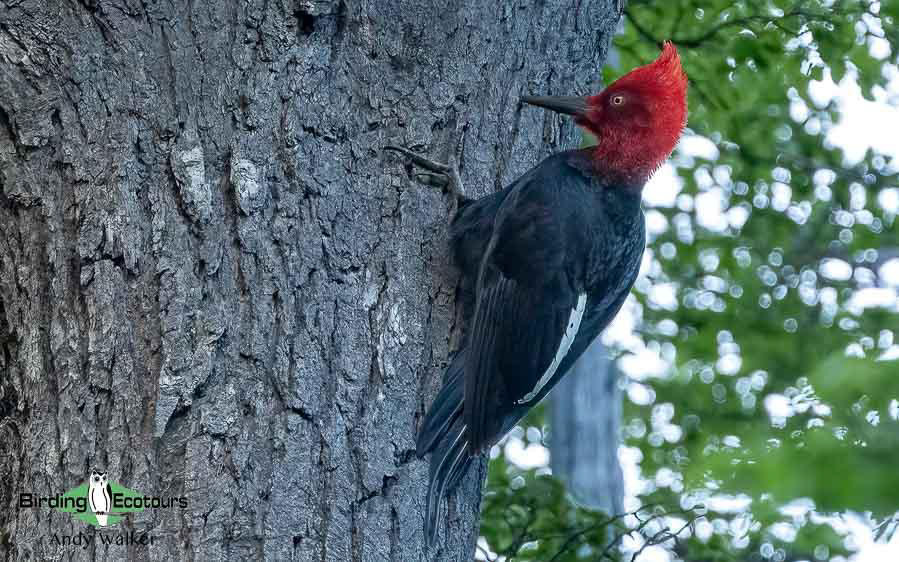 Southern Patagonia birding report
