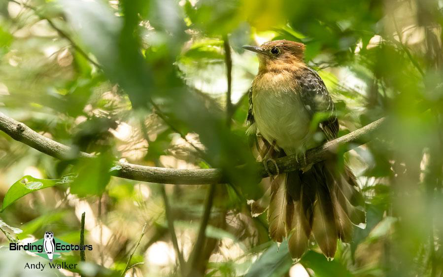 Northeast Argentina birding report