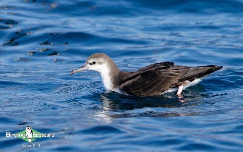 Oman birding report