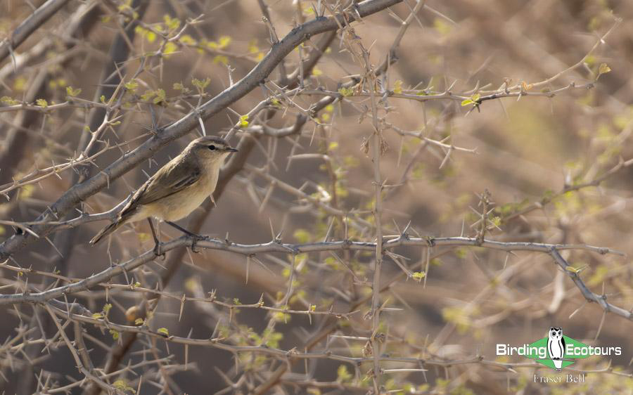 Oman birding report