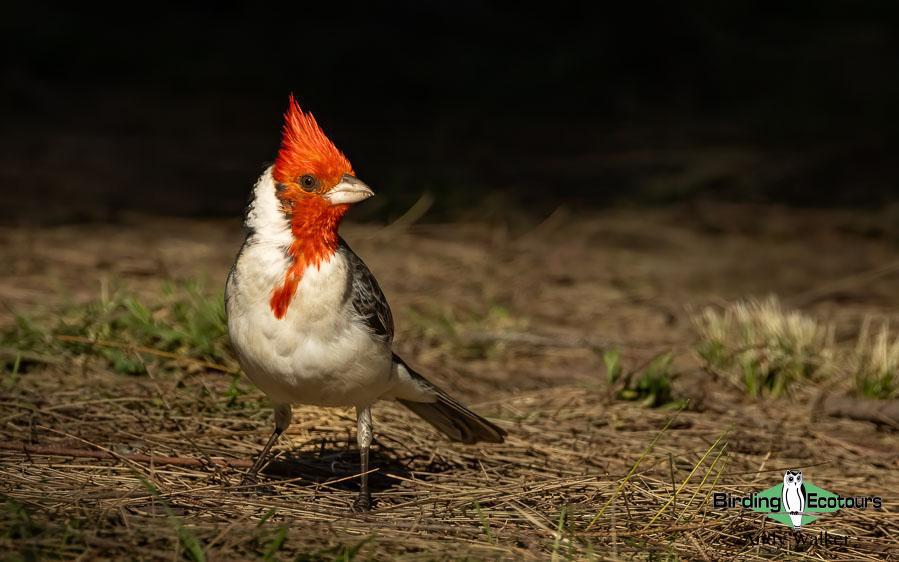 Northeast Argentina birding report