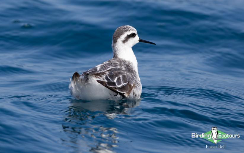 Oman birding report