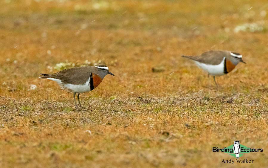 Southern Patagonia birding report