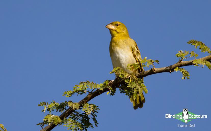 Oman birding report