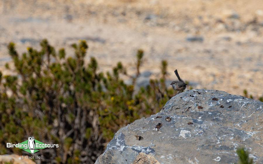 Oman birding report