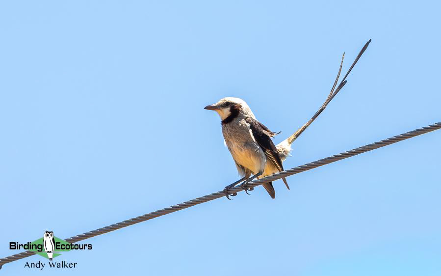 Northeast Argentina birding report