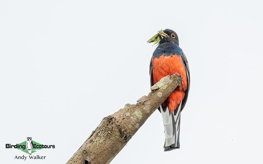 Northeast Argentina birding report