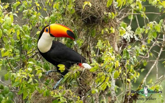 Northeast Argentina birding report
