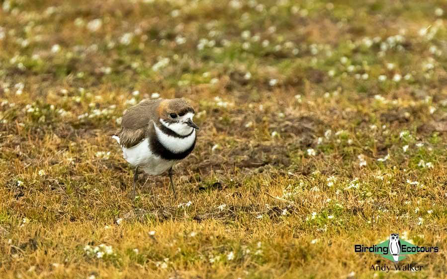 Southern Patagonia birding report