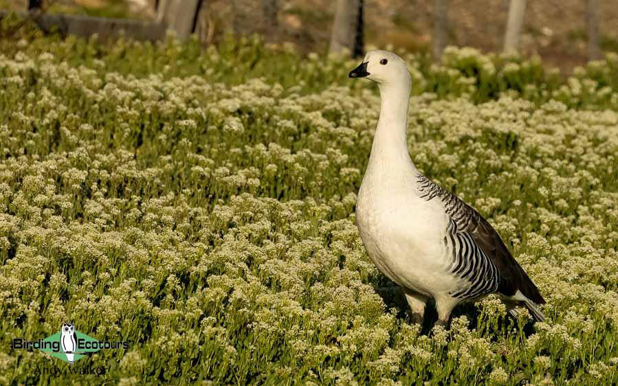 Southern Patagonia birding report