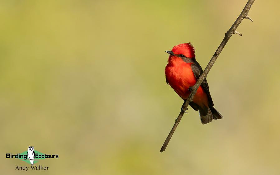 Northeast Argentina birding report