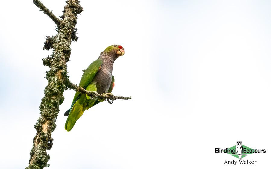 Northeast Argentina birding report