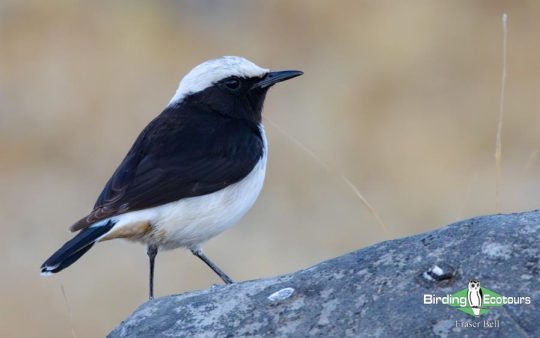 Oman birding report