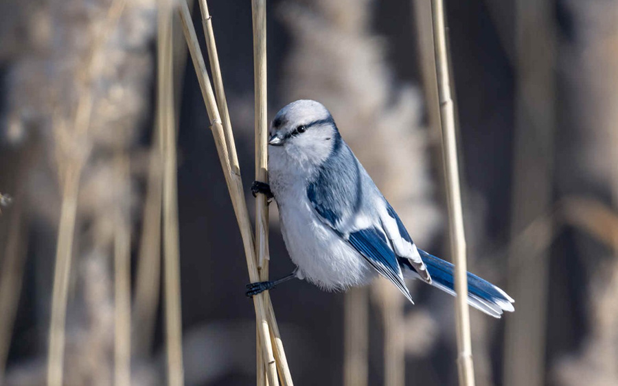 Chinese Provinces birding