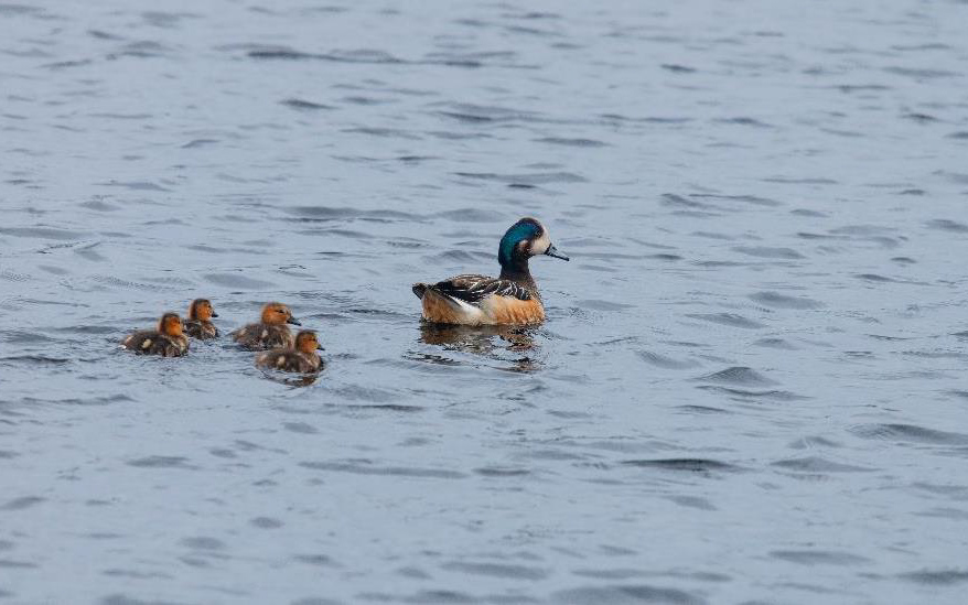 Birding Chile tour report