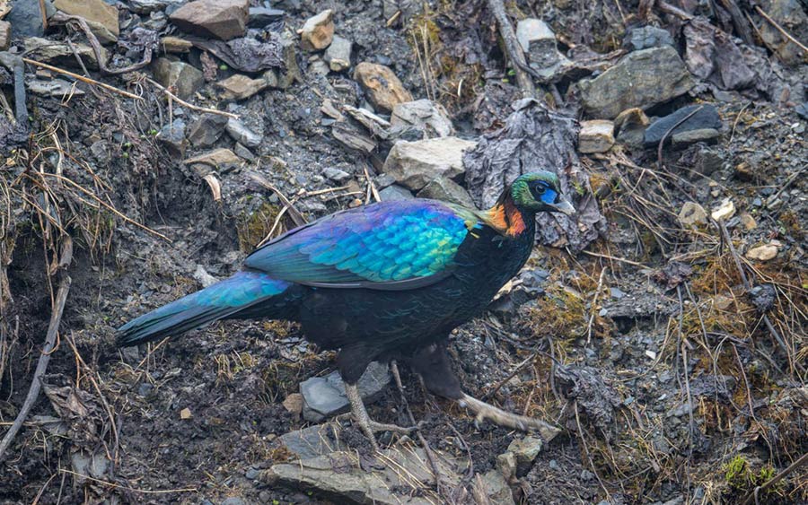 Chinese Provinces birding